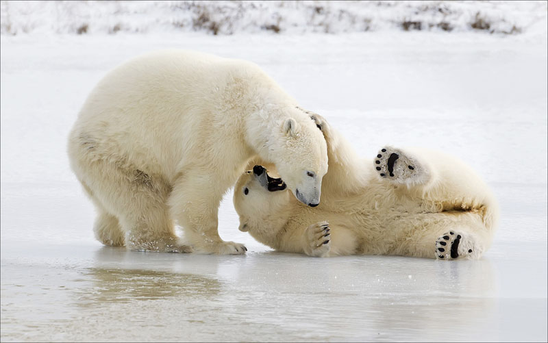 Polar bear playing