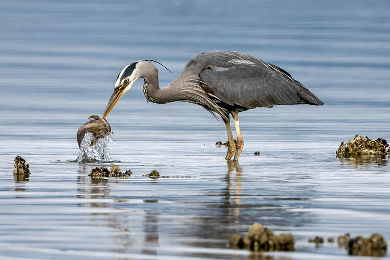 Great Blue Heron Show Off His Catch-3