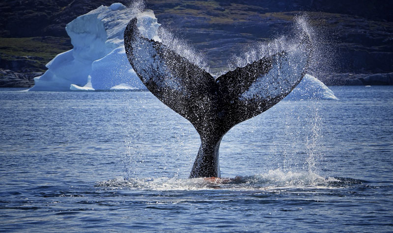 The fishtailing whale