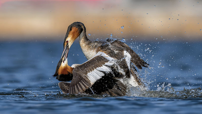 A kiss seals the deal