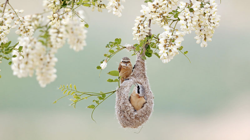 Build a love nest together