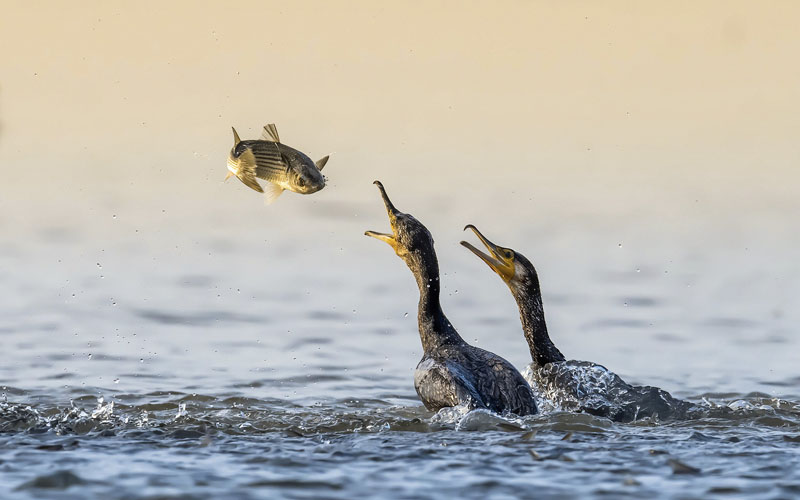 Moment of life and death