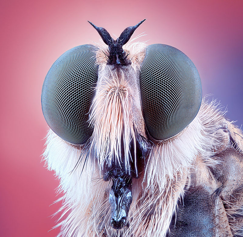 Robber fly