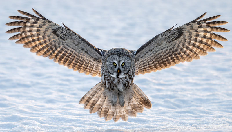 Lapland owl landing