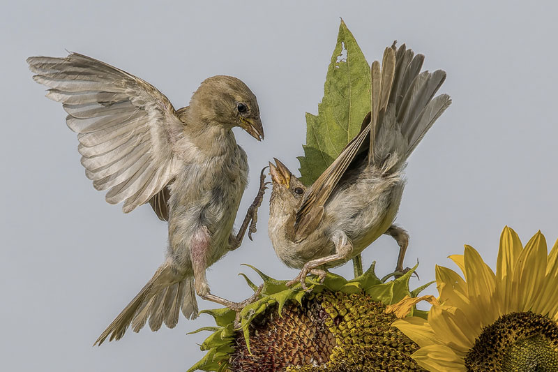 Le combat-daniel hagenmuller