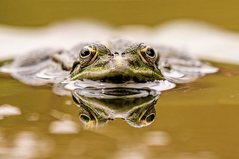 Grenouille et moucherons