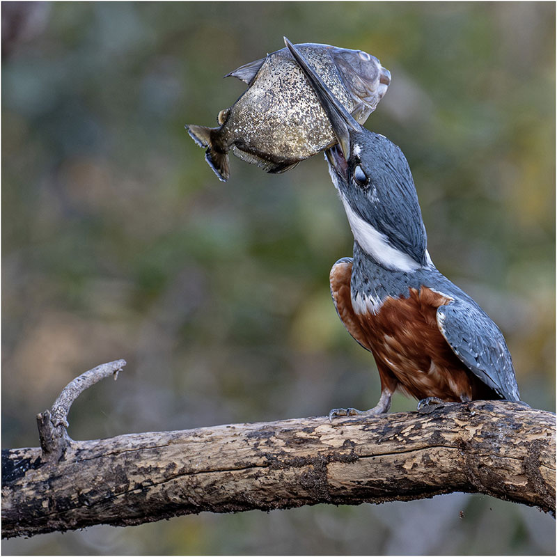 Fierté du martin pecheur