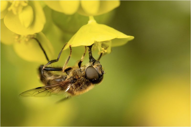 Abeille sous euphorbe