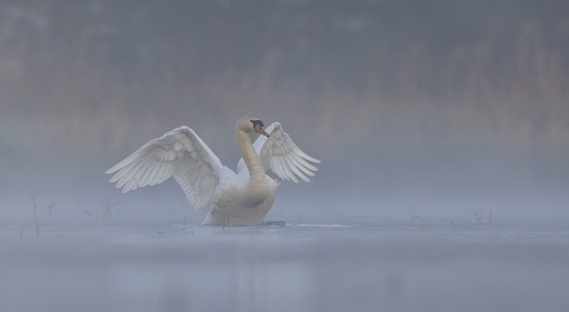 Cygne au petit matin