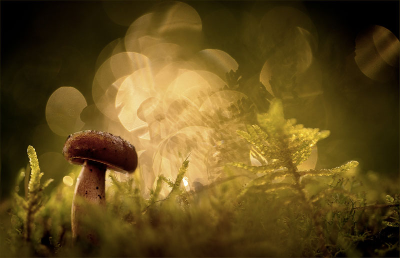 Lumières en sous bois