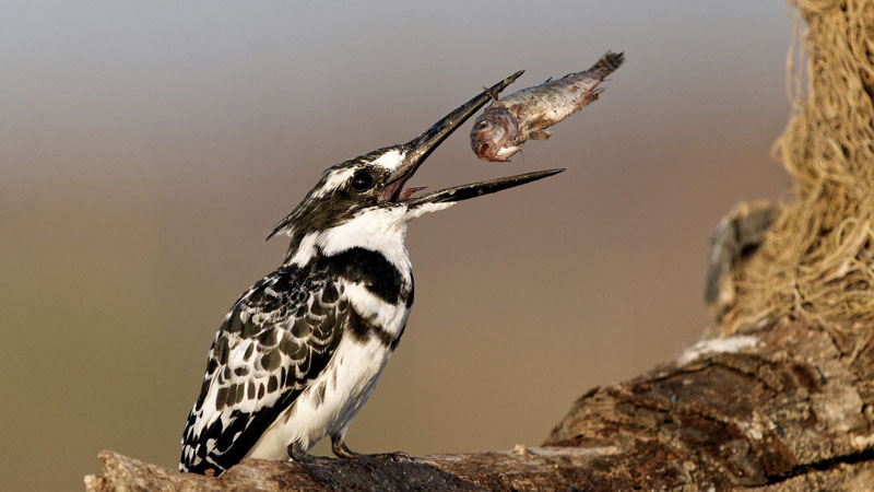 Le jeu du martin-pêcheur
