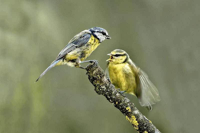 Dispute entre mésanges