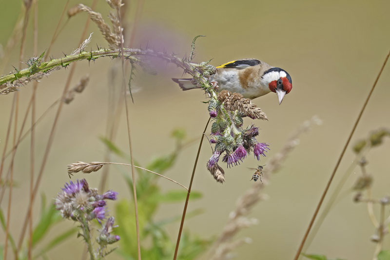 _62a6273  chardonneret élègant