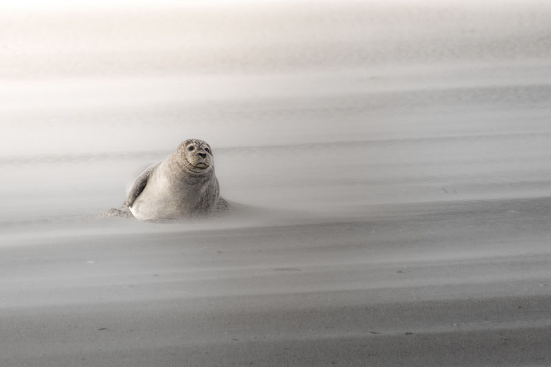 Phoque dans la brume