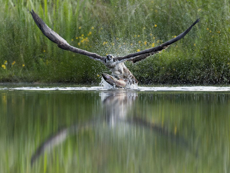 Miroir parfait pour le balbuzard