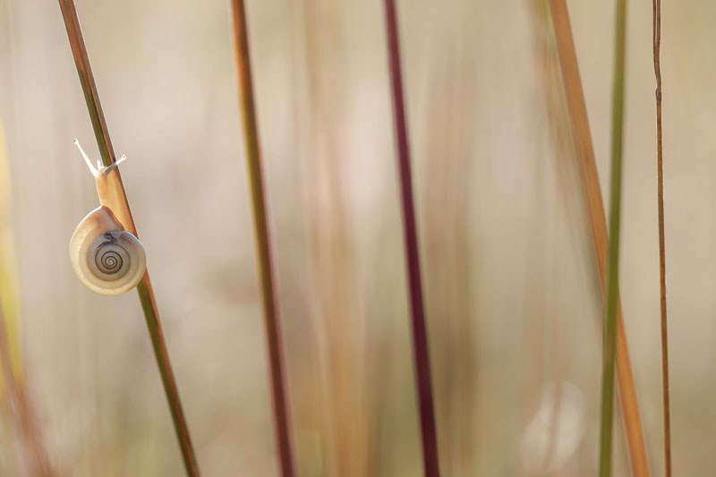 Le mikado de l'escargot