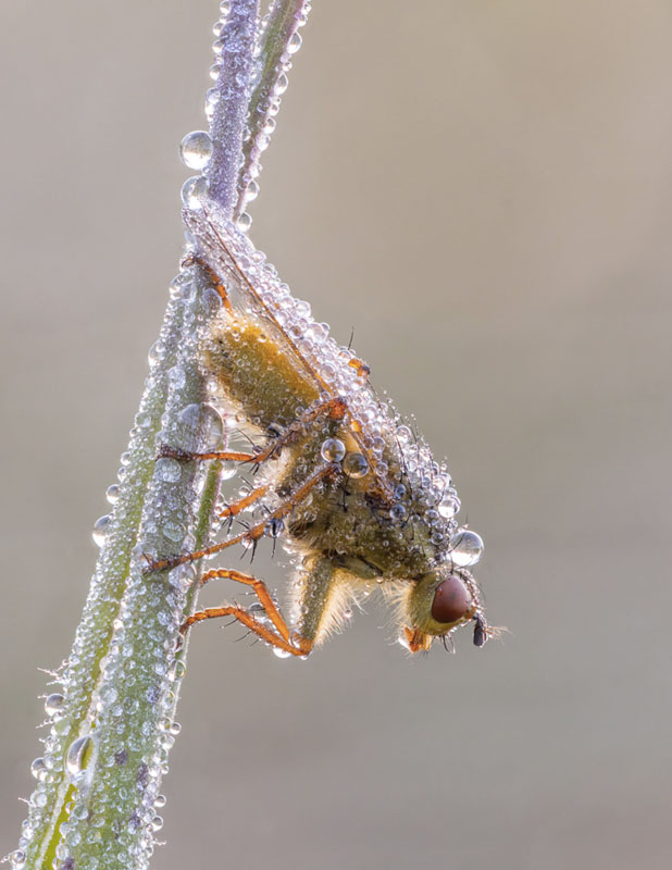 Dew-covered scathophaga