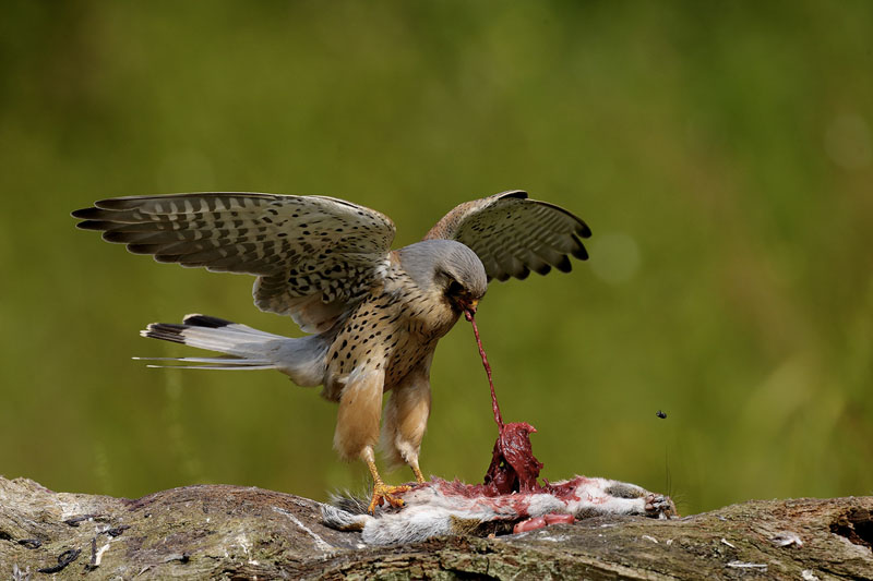 Kestrel male has squirrel meal