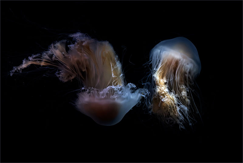 Jelly fish