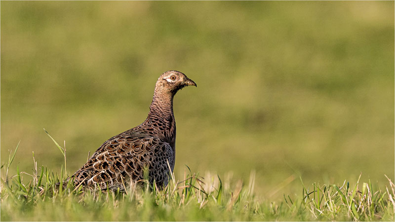 Female pheasant in evening light