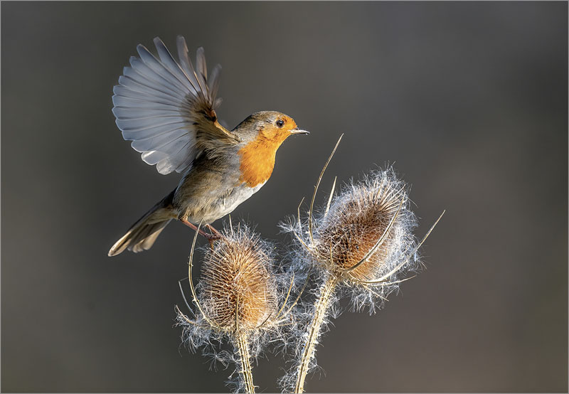 Robin taking off from teasel