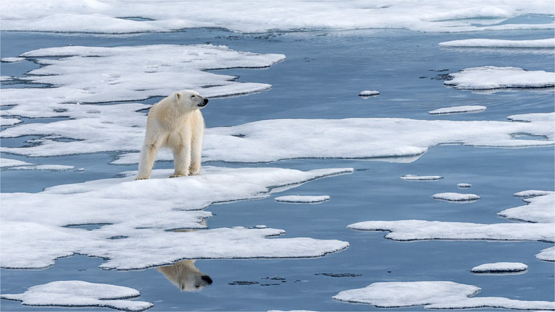 Watching its world disappear