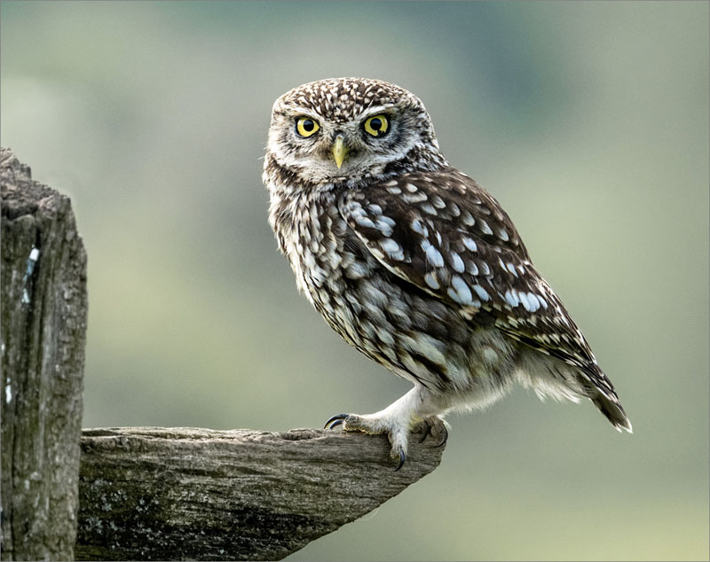 Little owl stare