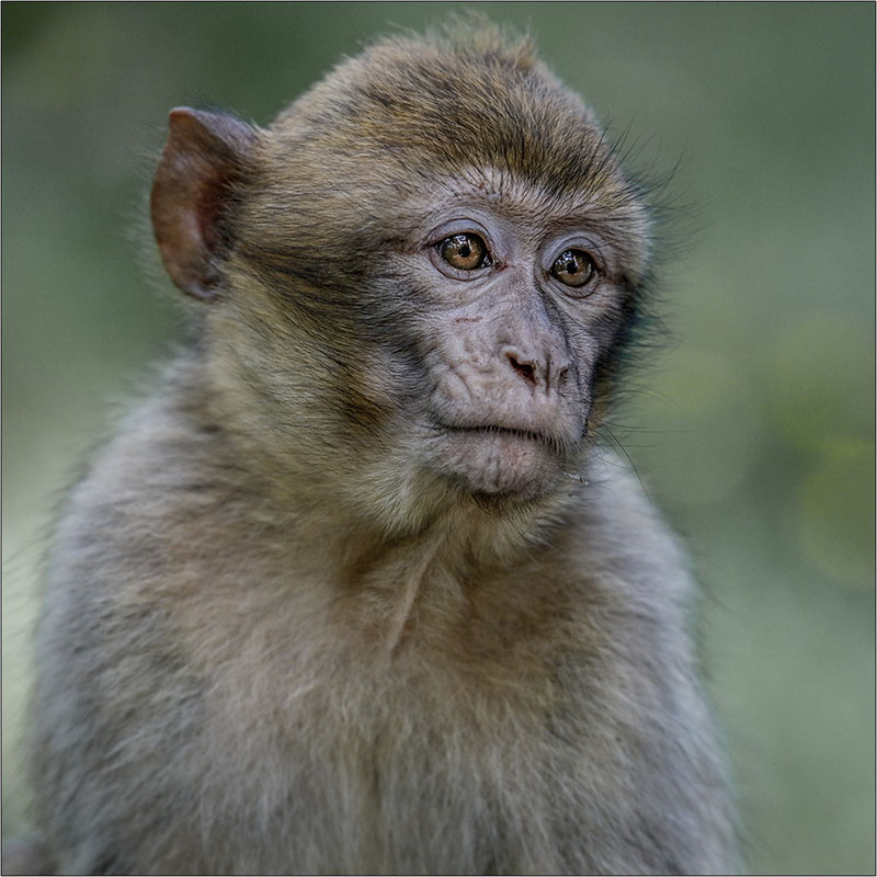 Pensive juvenile macaque