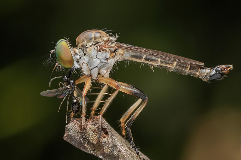 Robber fly 07