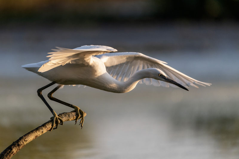 Let's start the morning