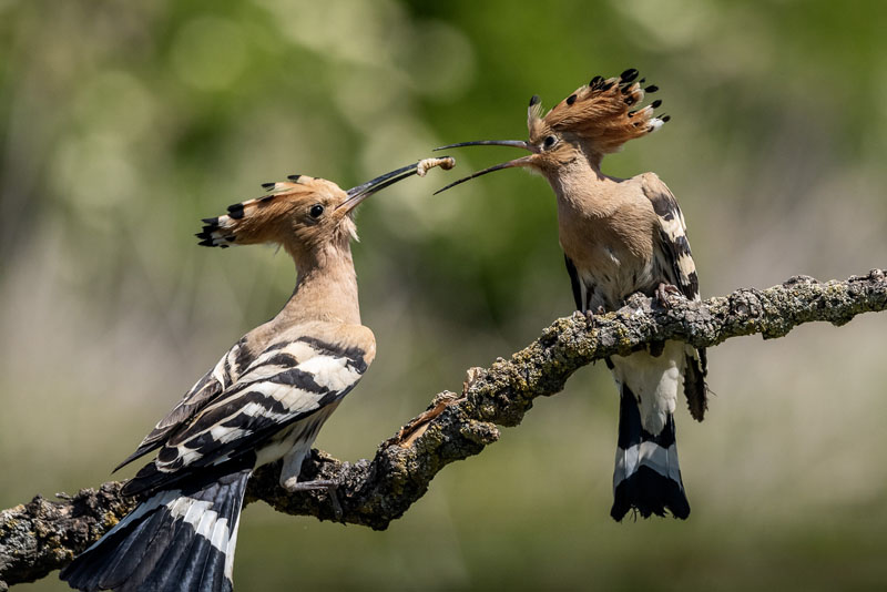 Pair of hoopoes
