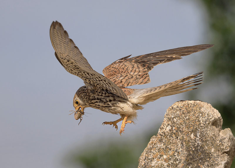 Female lesser kestrtel with bug