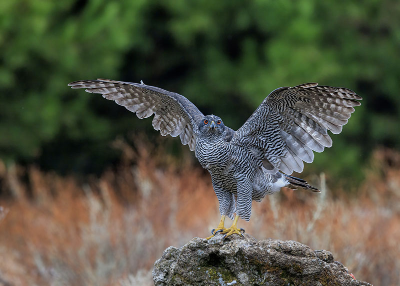 Goshawk ready for takeoff