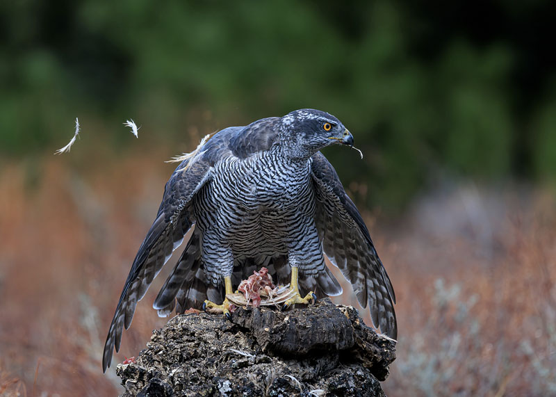 Goshawk with quail