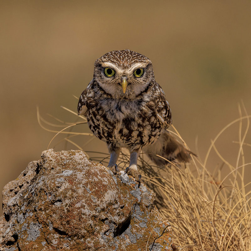 Little owl stare
