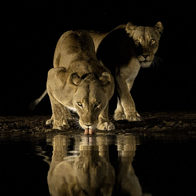 4950 duo on the waterhole