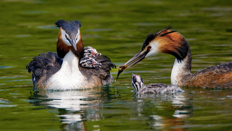 Great crested grebes 07