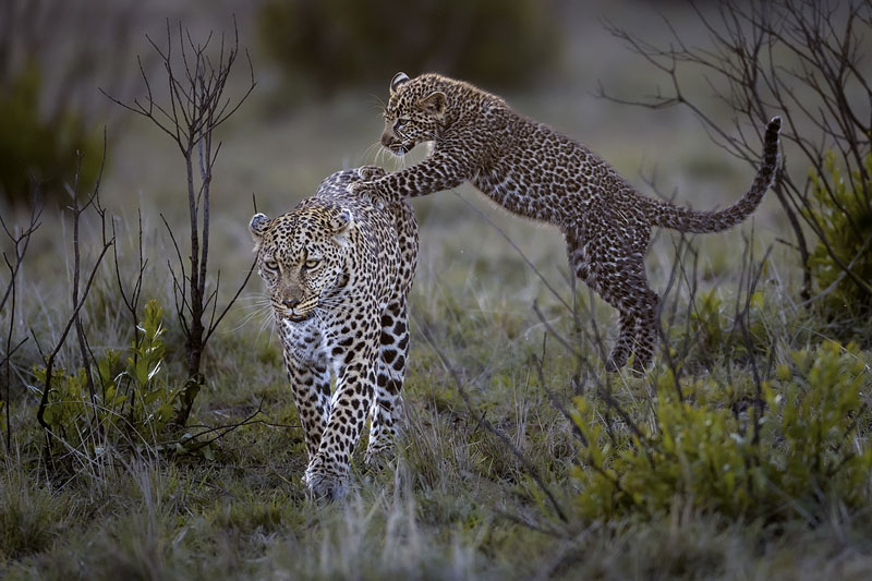 Leopard luluka and her cub 9602