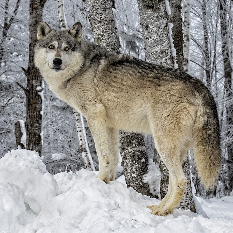 Timber wolf in winter