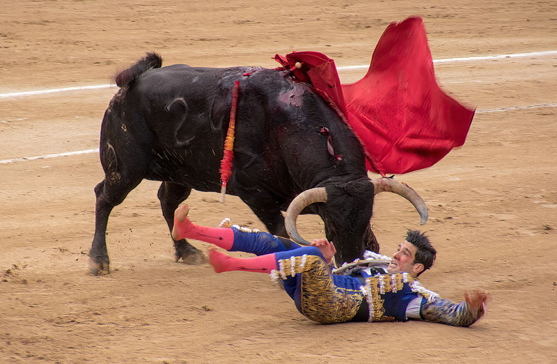 Bull wins